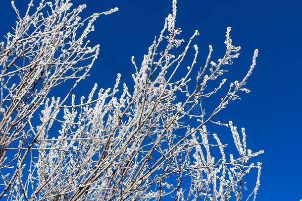 白色的使结冰霜执着的向树枝反对一蓝色天