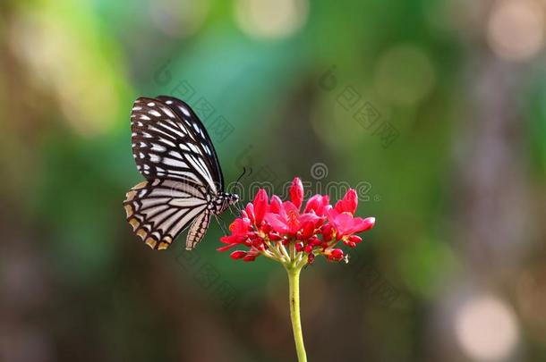 蝴蝶和花