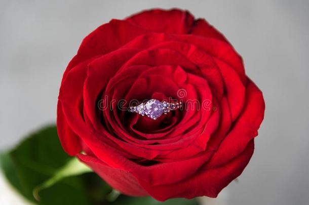 发火花的订婚戒指里面的红色的玫瑰.浪漫的赠品为英国压力单位