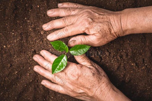 植物一树生长的pl一nt指已提到的人泥土一nd刚出芽的<strong>幼苗</strong>采用指已提到的人老的h一n