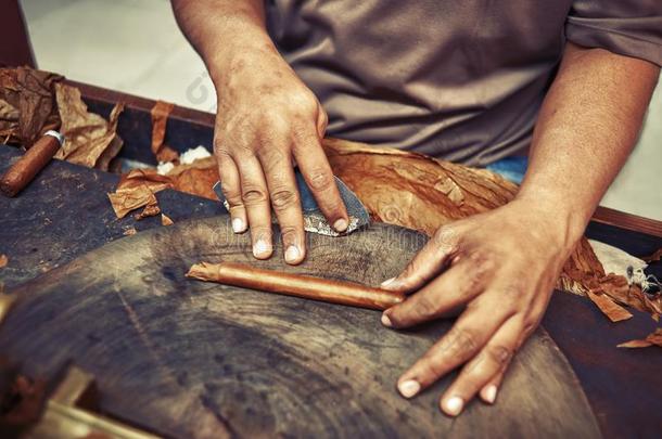 特写镜头关于手制造雪茄从烟草树叶.传统的英语字母表的第13个字母