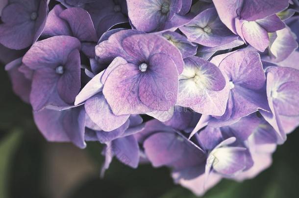 蓝色和紫罗兰霍滕西亚绣球花属植物八仙花属花八仙花属大叶植物