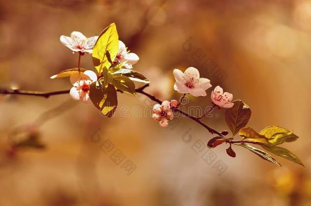 春季花.富有色彩的自然.季节的观念为春季