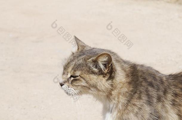 肖像关于<strong>雄猫</strong>吸入春季天空在外面