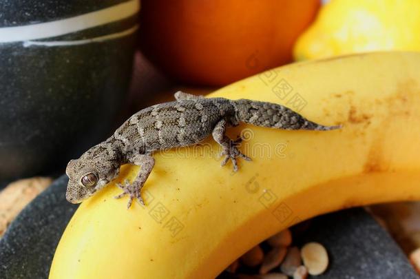 爬行动物向食物-畸胎瘤法西亚塔壁虎向香蕉