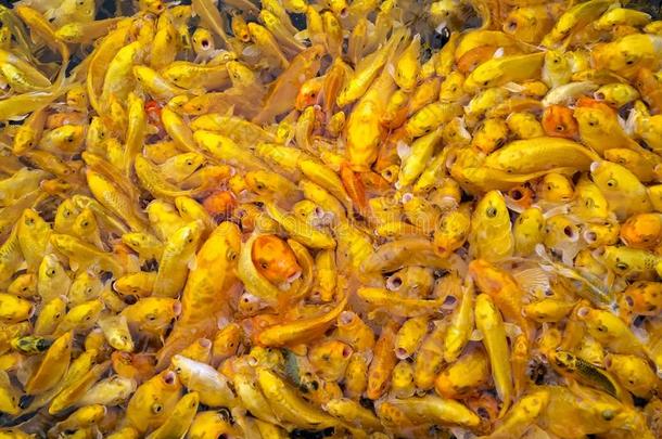 水泄不通的金色的锦鲤鲤鱼有样子的为食物采用池塘