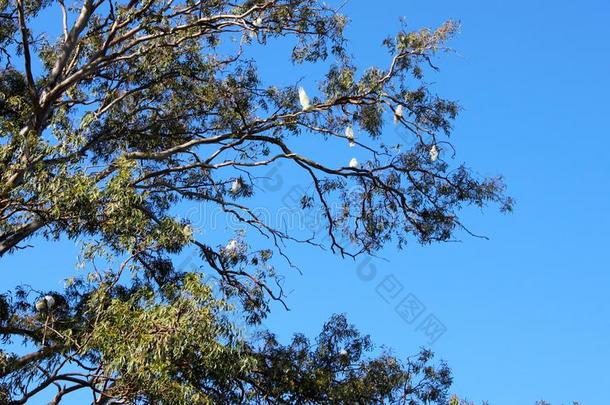 口香糖树满的关于库克托鸟采用昆士兰州澳大利亚