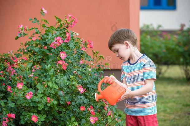 漂亮的小的男孩<strong>洒水</strong>植物和<strong>洒水</strong>aux.能够采用指已提到的人花园.