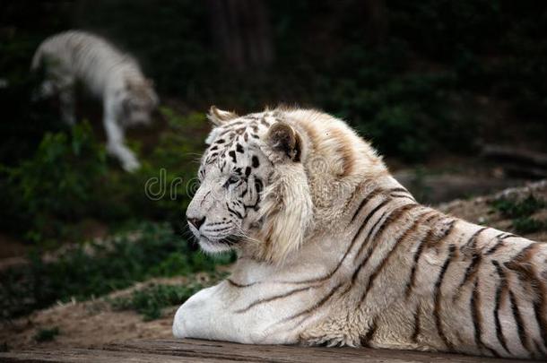 说谎白色的老虎采用<strong>大连</strong>森林动物园