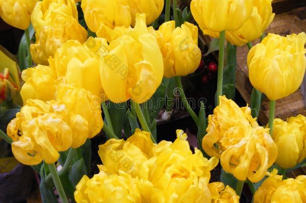 黄色的郁金香花田,影像为横幅,复活节,春季汽车