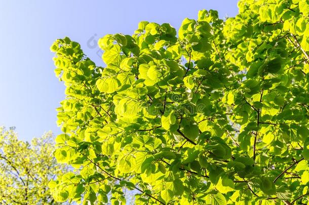 菩提树树酸橙树.菩提树树叶明亮的绿色的向蓝色天