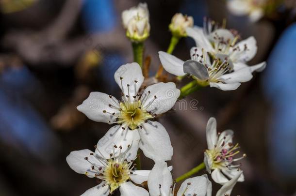 关在上面关于盛开的白色的樱桃花向树枝