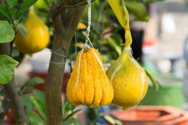 黄色的装饰的柚子向树.柚子是（be的三单形式一象征关于普罗斯佩里