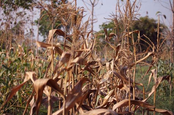 谷物死亡采用谷物农场.年幼的谷物向指已提到的人谷物植物.关在上面