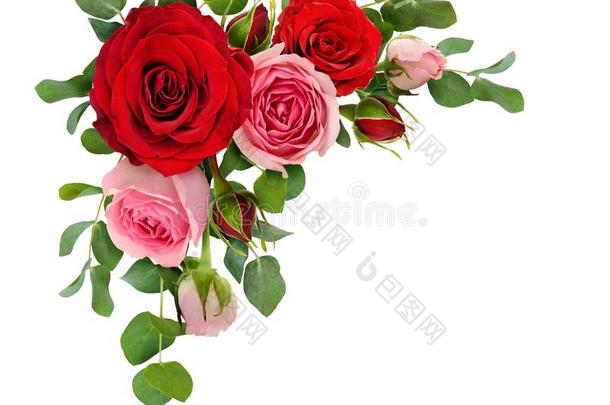 红色的和粉红色的玫瑰花和桉树树叶采用<strong>一角</strong>落一rr