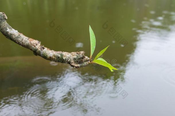 <strong>梅花</strong>树枝反对使泛起涟漪水表面和光雨