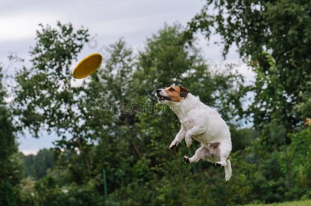 笨拙的狗用于跳跃的向赶上飞行的磁盘