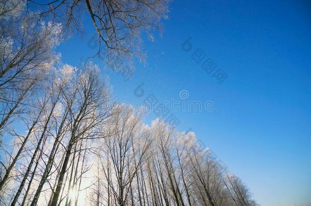 冬自然背景-树树枝采用冰向蓝色天背