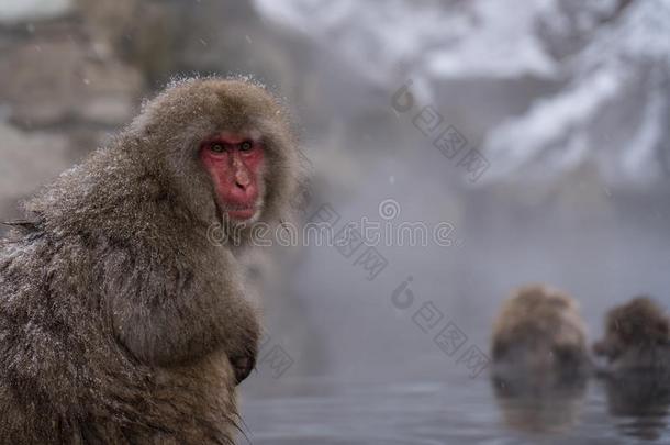 雪猴采用温泉长野黑色亮漆