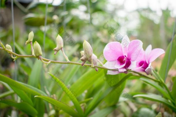 粉红色的紫色的兰花哪一个是出发向芽和生产花