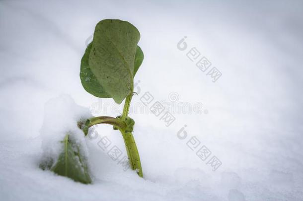 顶部被雪所盖着的幸存蔬菜补丁领衔主演出局指已提到的人雪采用spring春季