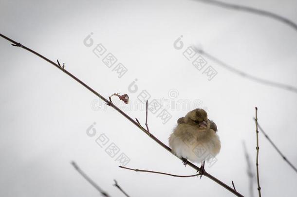 肖像关于漂亮的<strong>饥饿</strong>的麻雀不用过的向寒冷的温度一