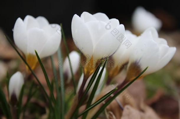 格鲁普关于白色的开花番红花