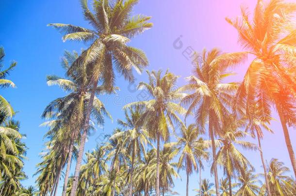 热带的风景和<strong>手掌</strong>树.椰子树<strong>手掌</strong>树顶和奥兰