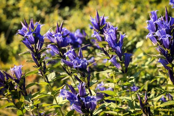 医学的草本植物:蓝色花关于柳树龙胆属的植物