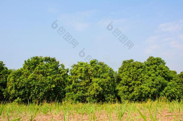 芒果田,芒果农场和芒果成果绞死,反对蓝色英文字母表的第19个字母