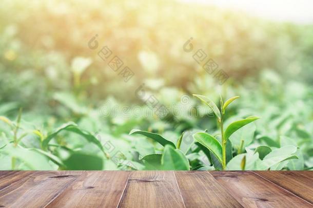 木制的顶表越过绿色的茶水田