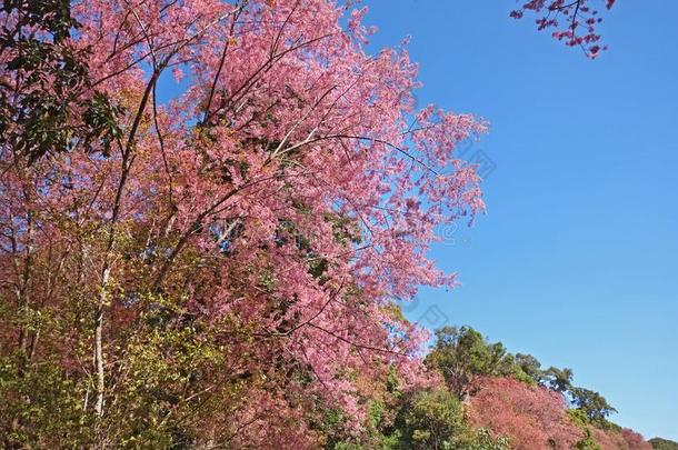 花国王老虎-樱花在<strong>青稞</strong>酒显微镜下聚集指数,泰国.