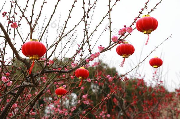 亚洲人中国人传统的红色的灯笼悬挂向指已提到的人树枝关于一