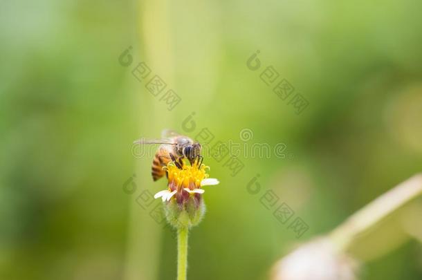 一蜜蜂栖息向指已提到的人美丽的花