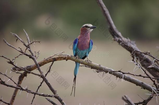 野生的非洲的鸟非洲的博茨瓦纳无树大草原