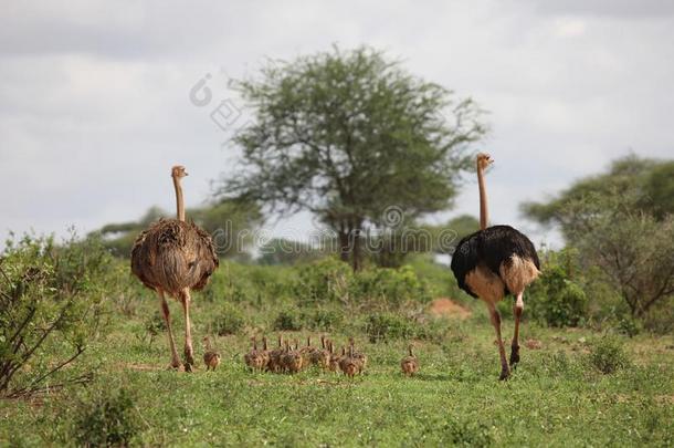 野生的非洲的鸟非洲的博茨瓦纳无树大草原