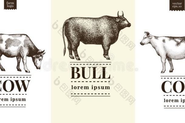 绘成图画似的奶牛和公牛轮廓,h和疲惫的酿酒的illustrati