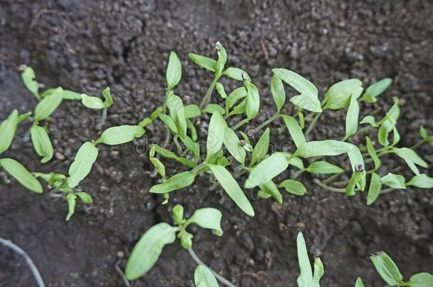 新芽关于番茄灌木