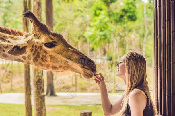 幸福的年幼的女人观察和给食长颈鹿采用动物园.幸福的你