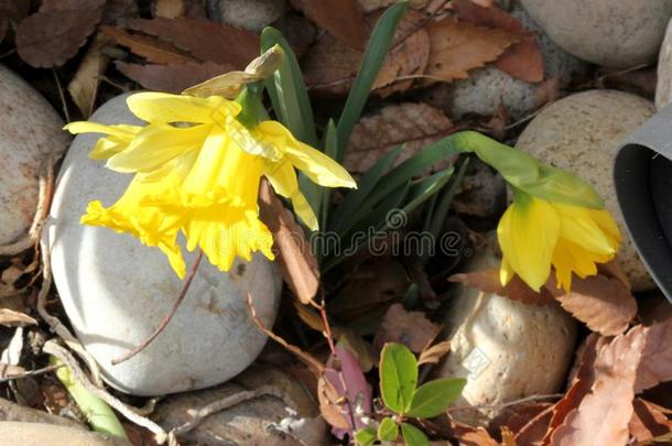 野生的水仙花,把借给百合花,水仙假水仙