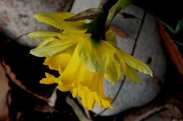 野生的水仙花,把借给百合花,水仙假水仙