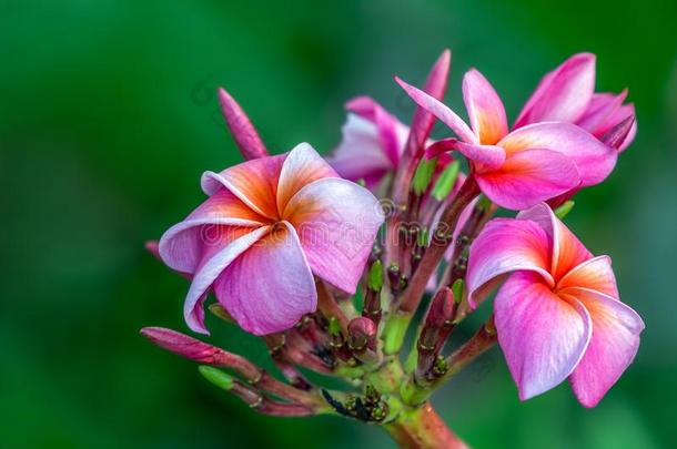 梅花或鸡蛋花或庙树梅花species种类,美丽的