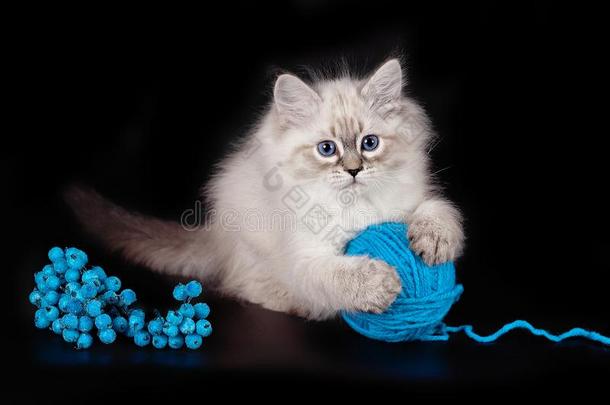 松软的美丽的小猫内夫斯卡娅化装舞会和蓝色眼睛波辛
