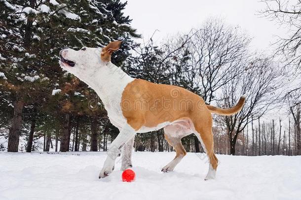 漂亮的狗演奏采用指已提到的人雪