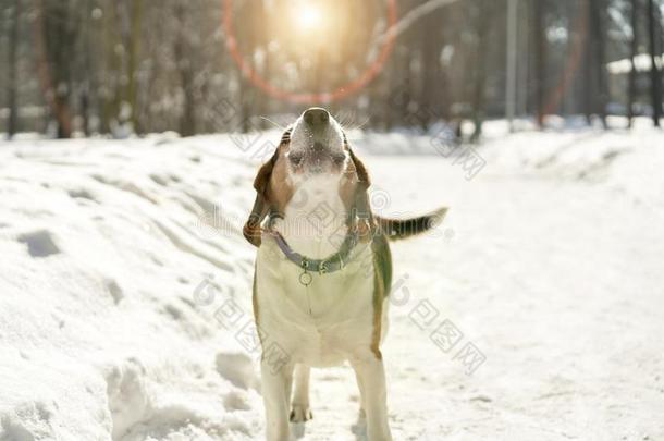 狗去皮采用指已提到的人雪在下面指已提到的人太阳