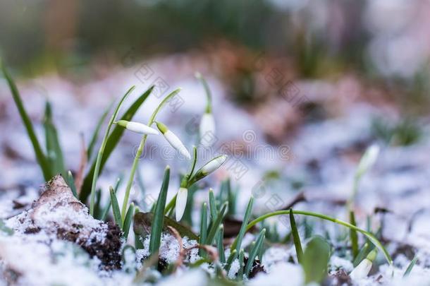 雪花莲采用指已提到的人雪