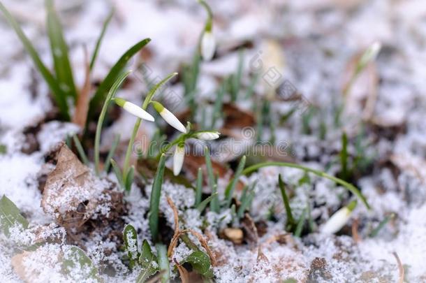 雪花莲采用指已提到的人雪