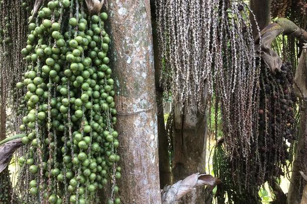 槟榔科宫本可锻铁皱眉头德菲西斯土黄色的终年的植物