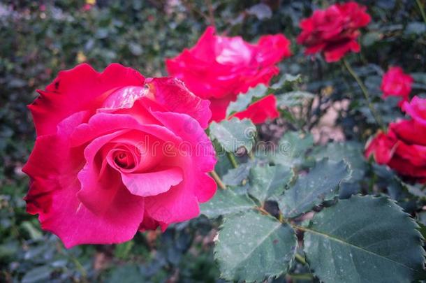 玫瑰花向指已提到的人树采用指已提到的人玫瑰花园自然.