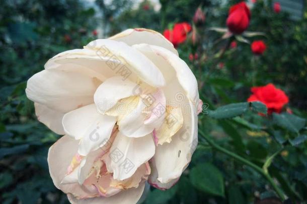 玫瑰花向指已提到的人树采用指已提到的人玫瑰花园自然.